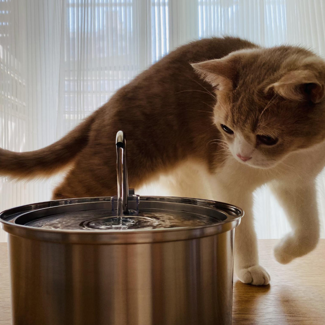 Cat Water Fountain（Private Listing U2827738）