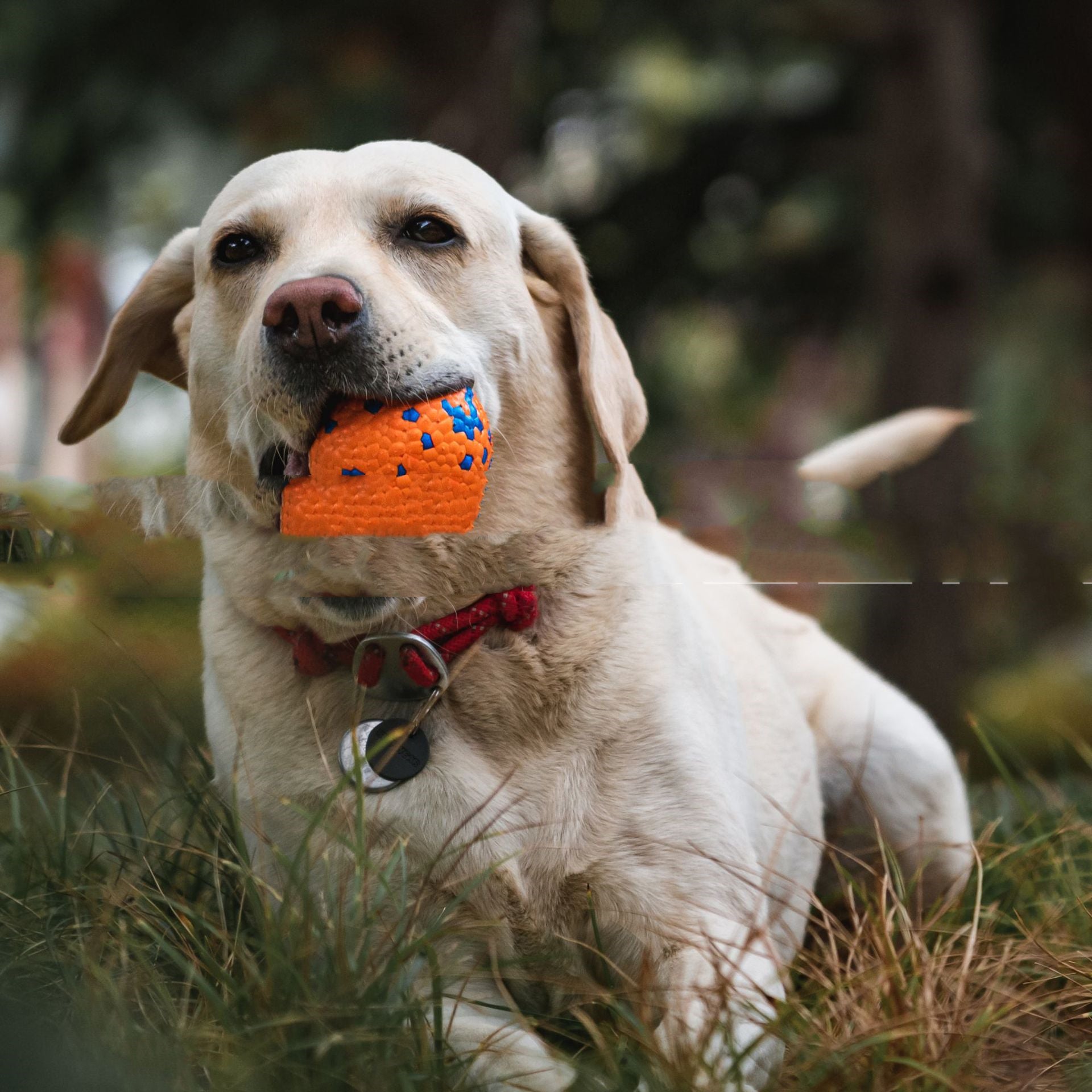 Chew-Resistant Burst Ball Dog Toy